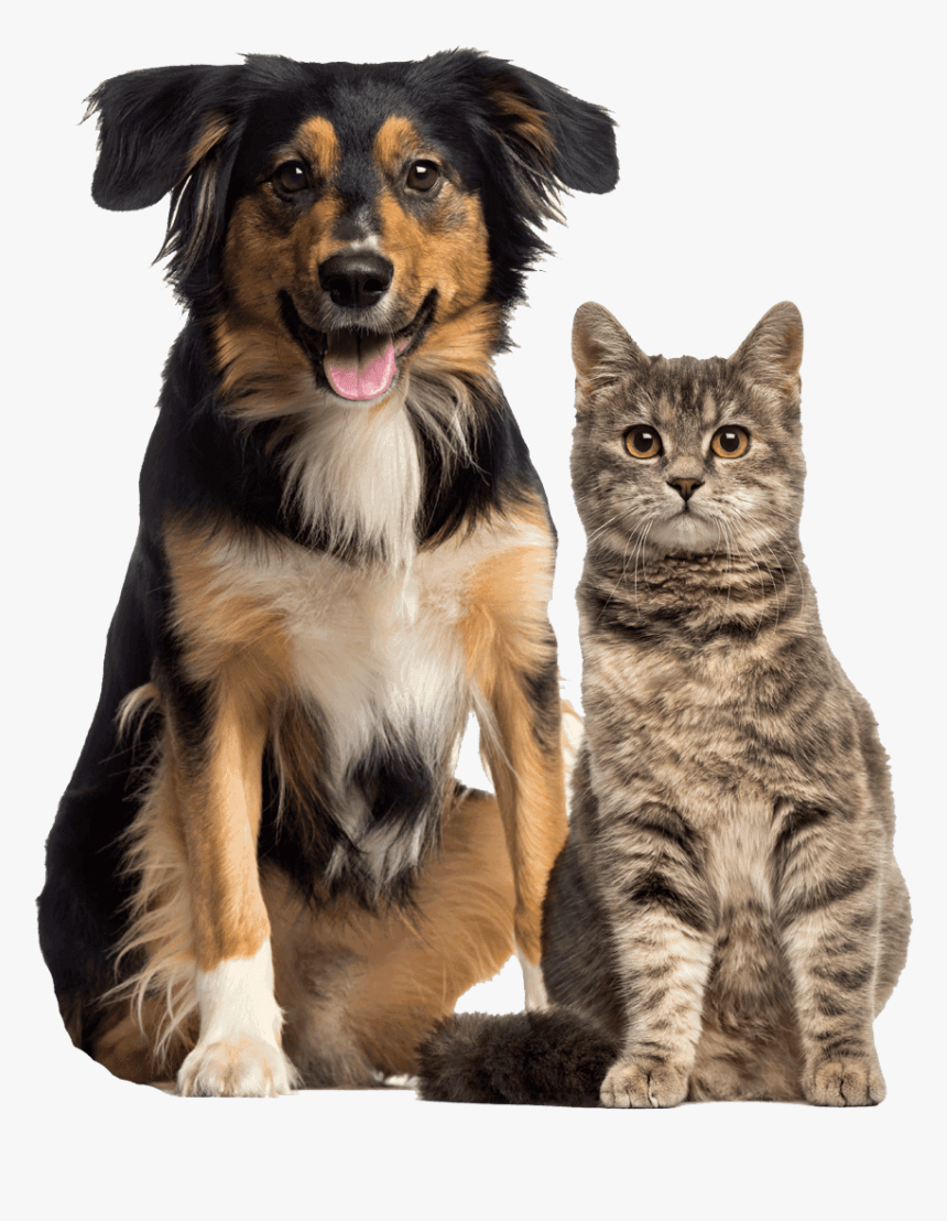 Cat And Dog - Cat And Dog Sitting Together, HD Png Download, Free Download