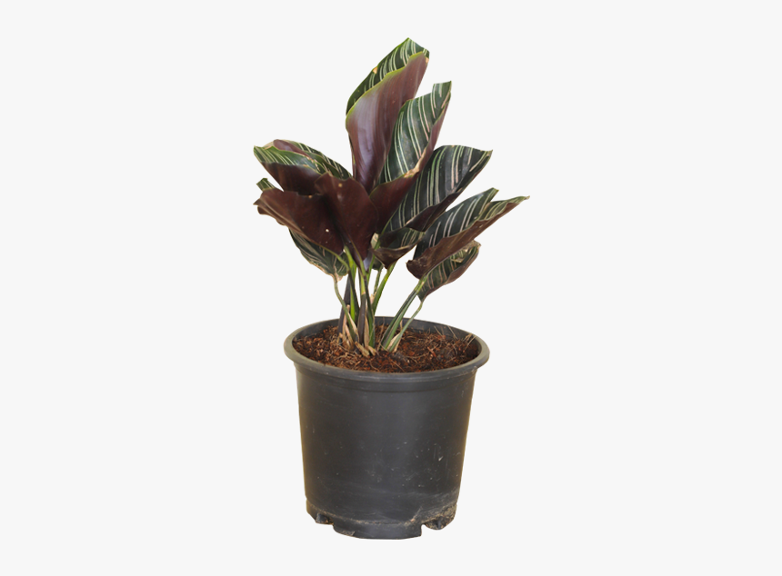 Calathea Oranata Pinstripe - Flowerpot, HD Png Download, Free Download