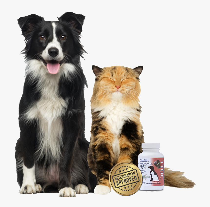 Border Collie, HD Png Download, Free Download