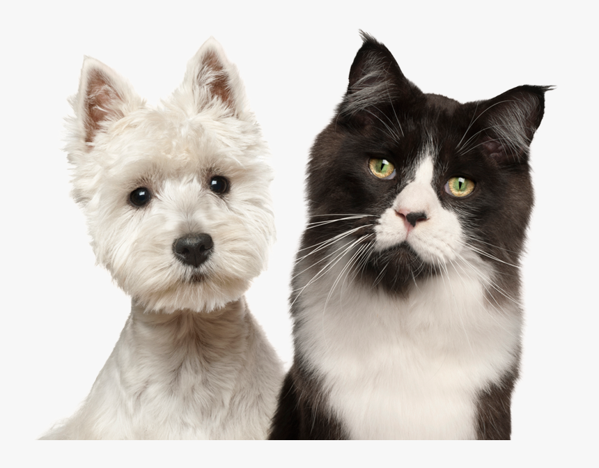 Transparent Dog Cat Png - West Highland White Terrier, Png Download, Free Download