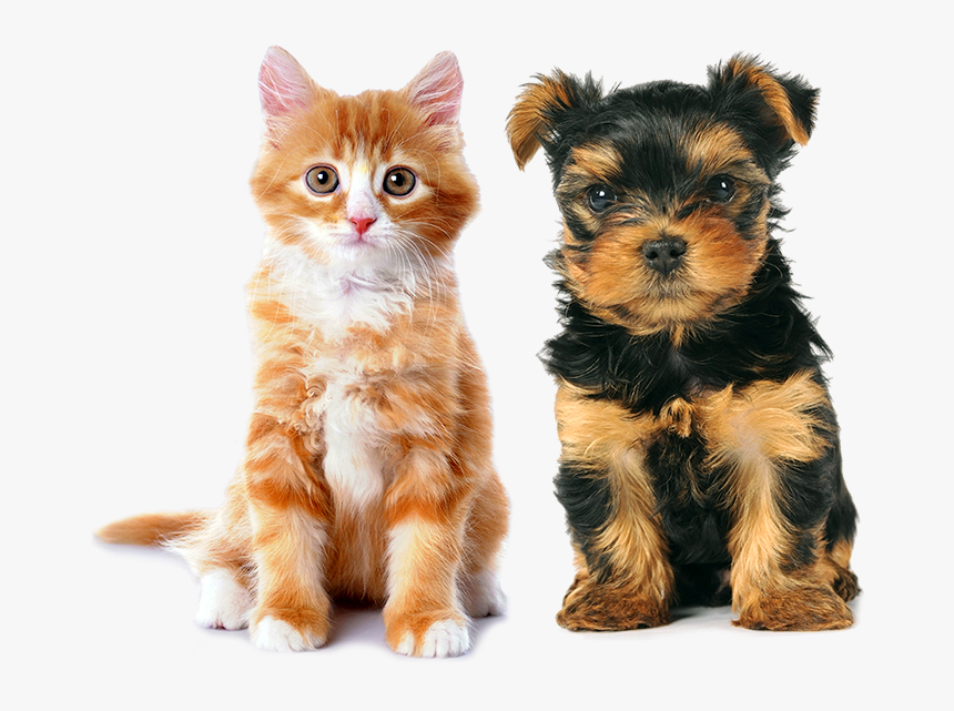 Transparent Dog Cat Png - New Pets, Png Download, Free Download