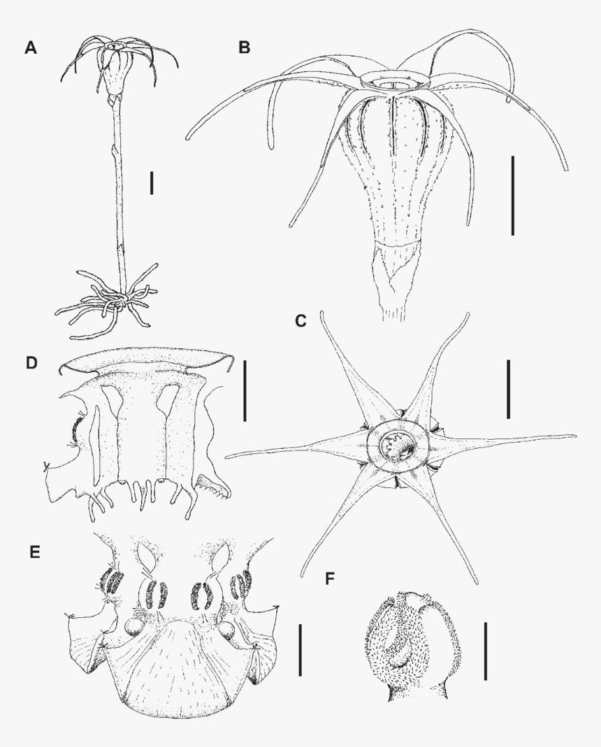 A, Habit Of Flowering Plant - Sketch, HD Png Download, Free Download