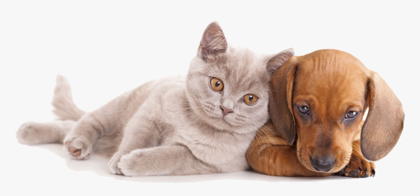 And Horse Sitting Pet Dog Together Cat Clipart - Dog And Cat Hd, HD Png Download, Free Download