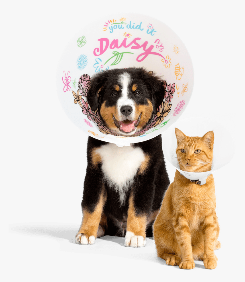 Bernese Mountain Dog, HD Png Download, Free Download