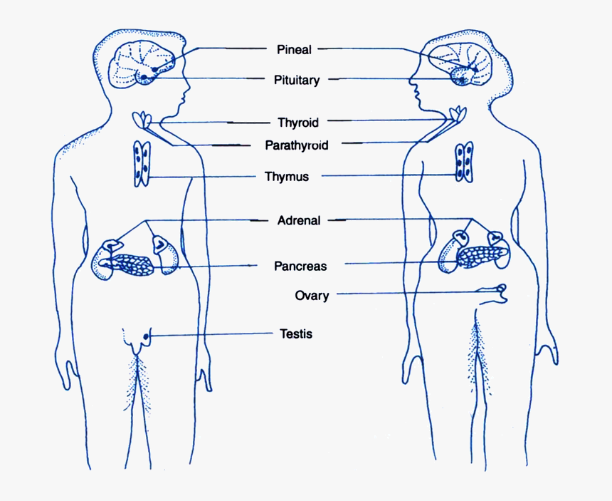 Diagram, HD Png Download, Free Download