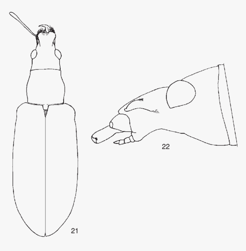 Polydrusus Lopatini Sp - Sketch, HD Png Download, Free Download