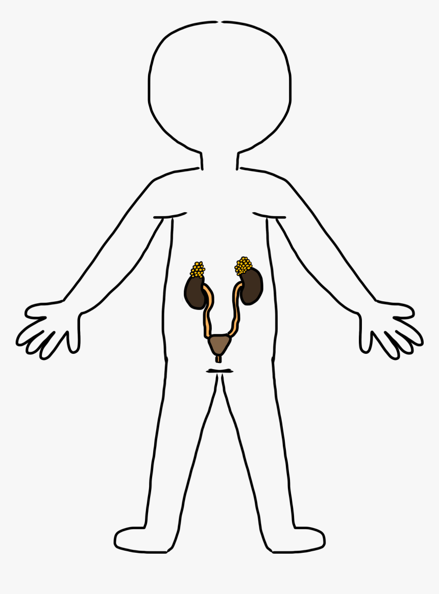 Clipart Body Outline - T Body Systems, HD Png Download, Free Download