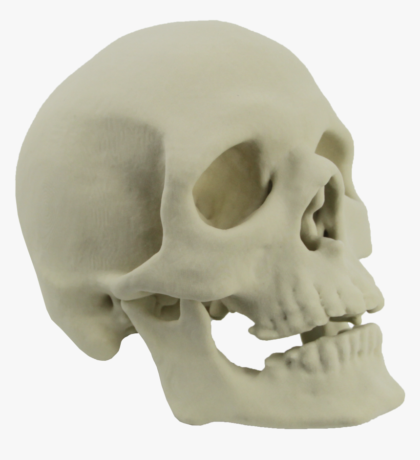 Skull 3d Printing Skeleton Bone - 3d Skull Png, Transparent Png, Free Download