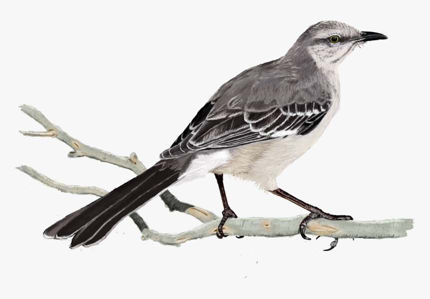 Transparent Mockingbird Png - Mockingbird Transparent, Png Download, Free Download