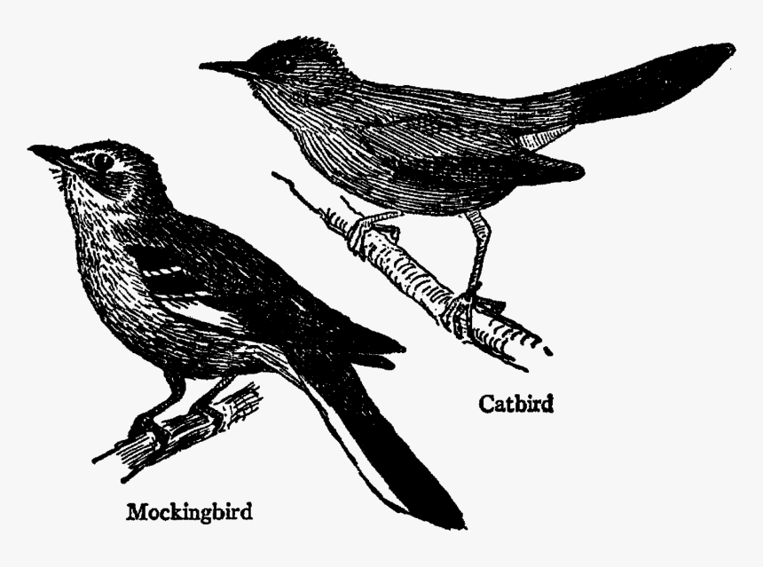 Black And White Mockingbird, HD Png Download, Free Download