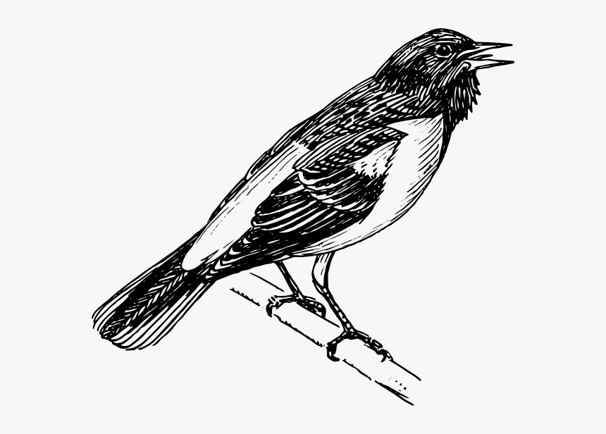 Art,coloring Mockingbird - Bird Clipart Png Black And White, Transparent Png, Free Download