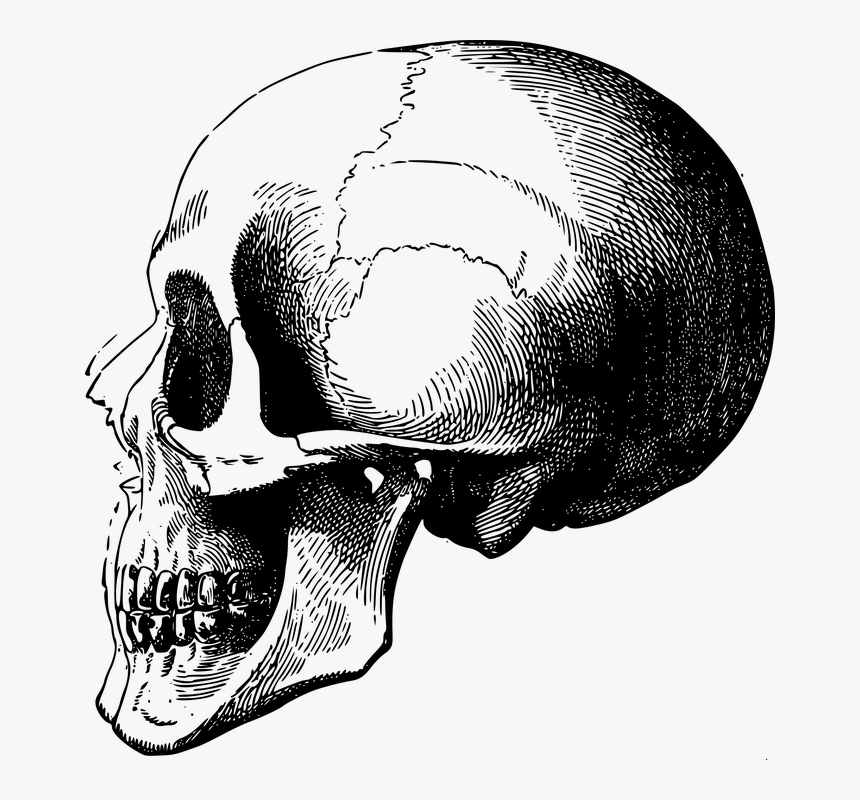 Bone head. Скелет головы в профиль. Череп сбоку.