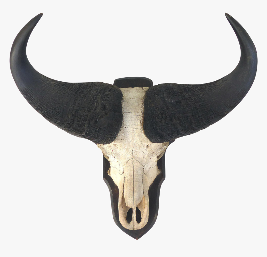 Water Buffalo Skull With - Cow Horns Png, Transparent Png, Free Download