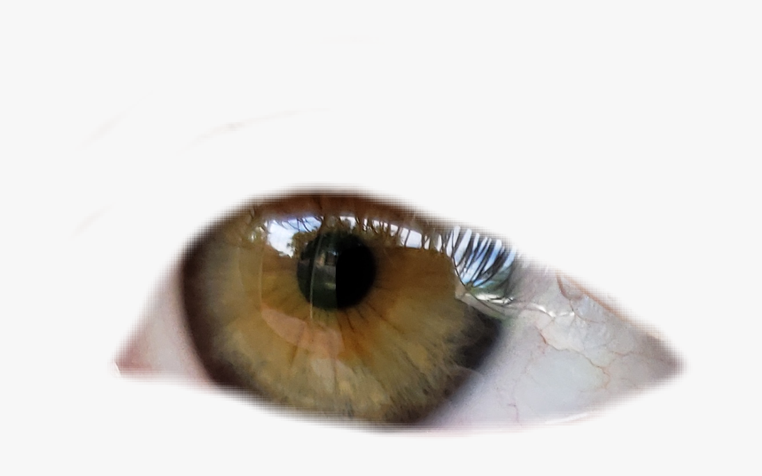 #eye #eyeball #greeneye #hazeleyes - Macro Photography, HD Png Download, Free Download