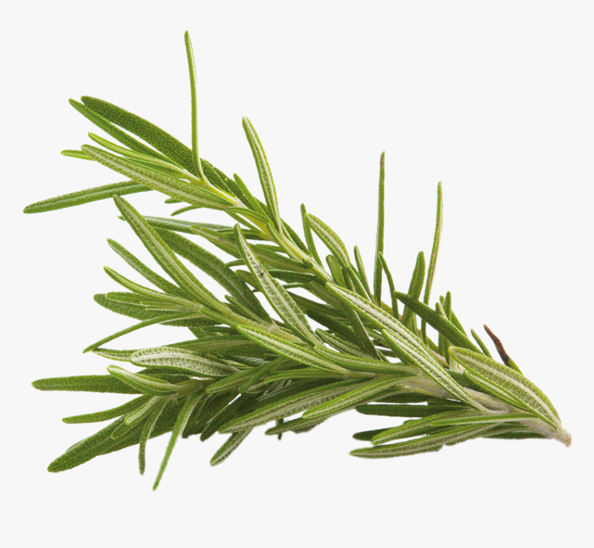 Evergreen, HD Png Download, Free Download