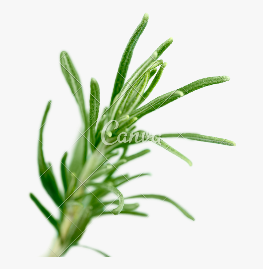 Clip Art Fresh Green Of Rosemary - Hyssopus, HD Png Download, Free Download