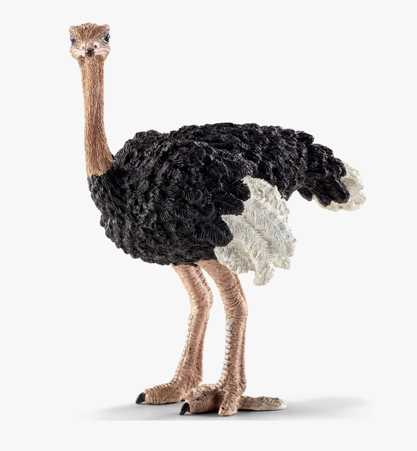 Ostrich Transparent Images - Schleich Ostrich, HD Png Download, Free Download