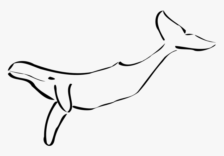 Line Art,marine Mammal,tail,bottlenose Dolphin,california - Black And White Whale Clipart, HD Png Download, Free Download