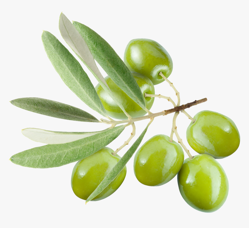 Olive Png, Transparent Png, Free Download