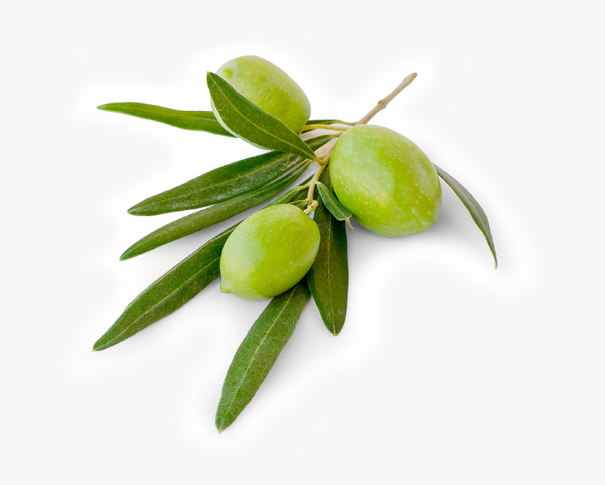 Transparent Olive Png Olive Png Download Kindpng