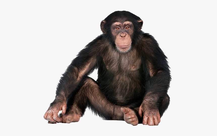 Monkey Png, Transparent Png, Free Download