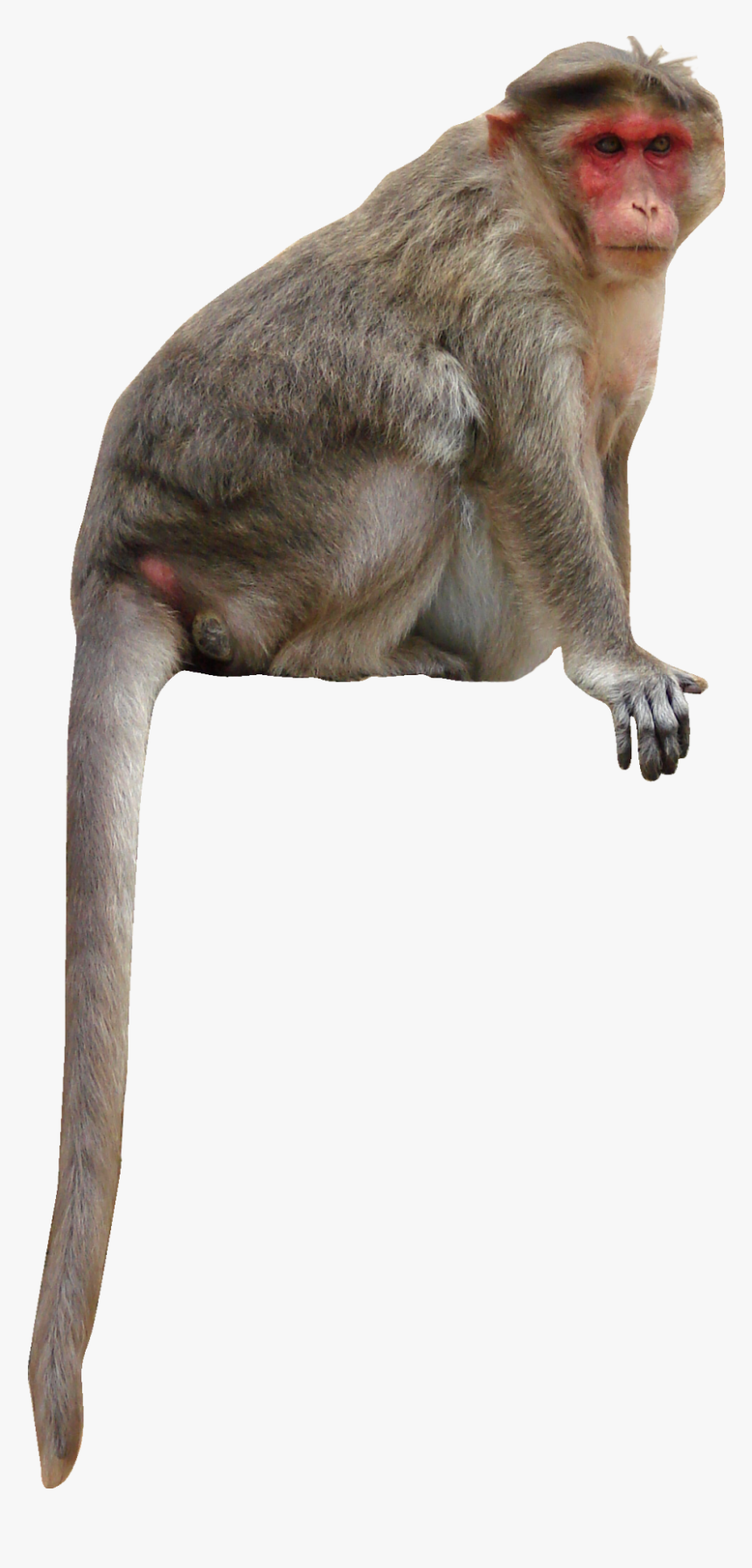 Japanese Macaque, HD Png Download, Free Download