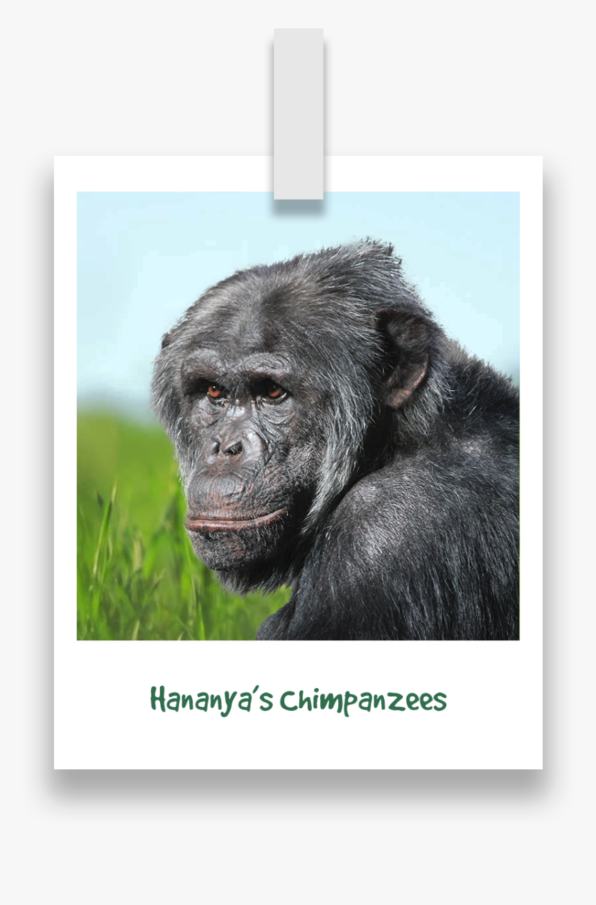 Hananyas-chimpanzees - Mountain Gorilla, HD Png Download, Free Download