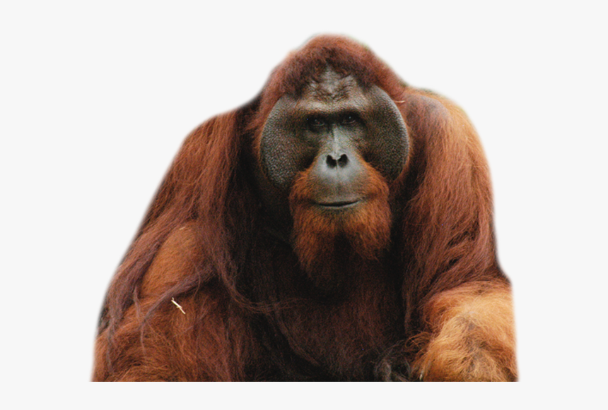 Orangutan - Orangutan Png, Transparent Png, Free Download