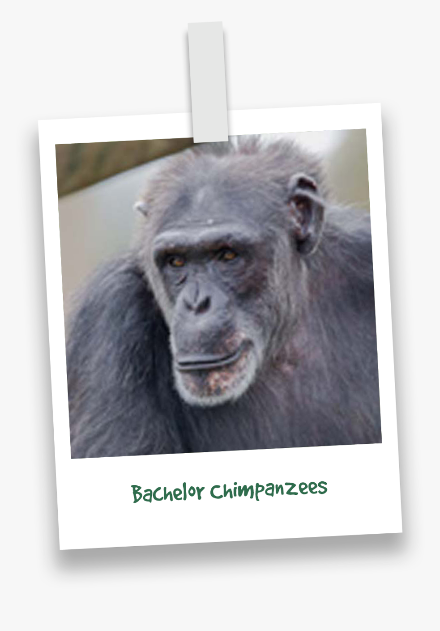 Butchs-chimpanzees - Common Chimpanzee, HD Png Download, Free Download
