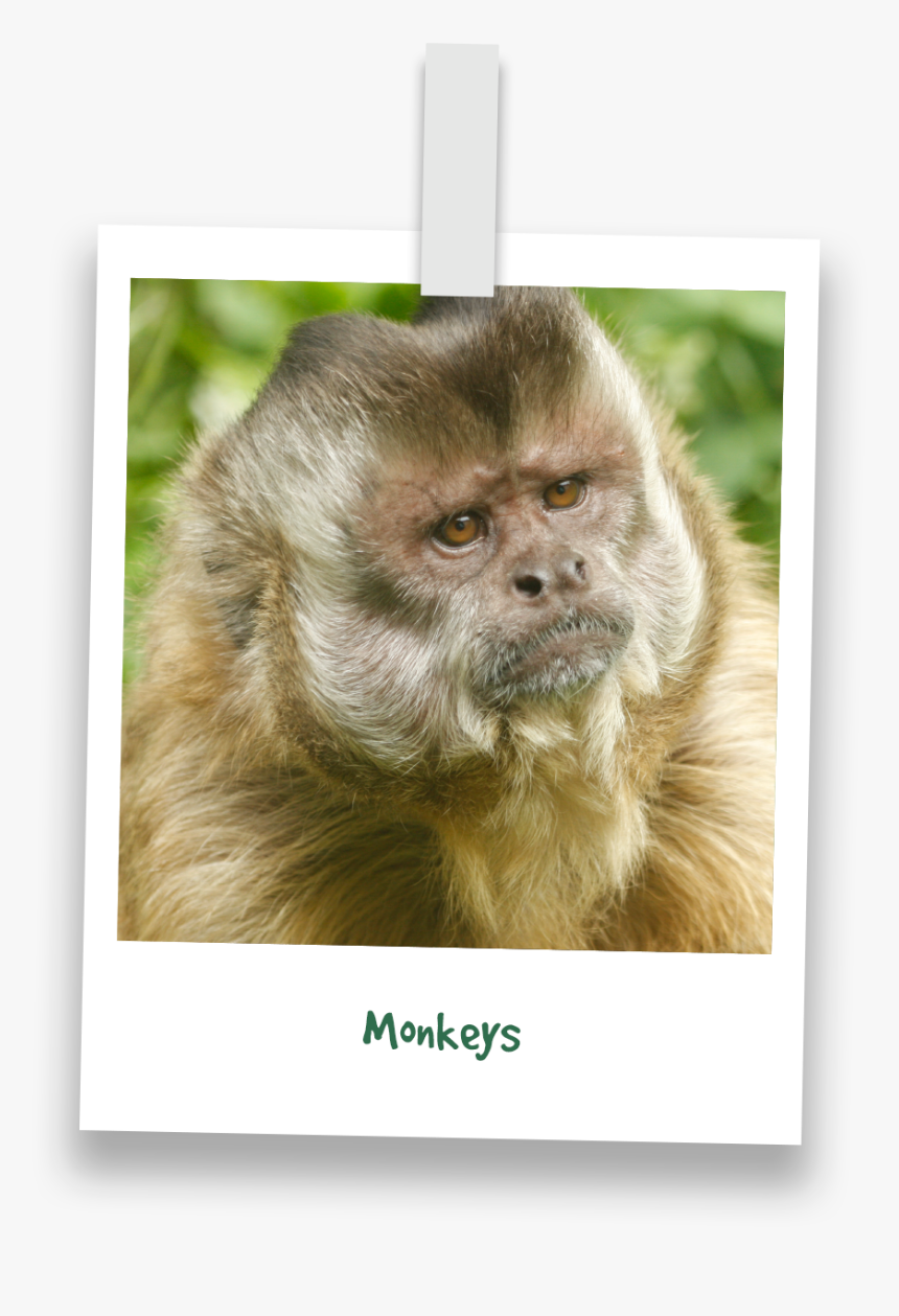 Monkeys-prosimians - Tufted Capuchin, HD Png Download, Free Download