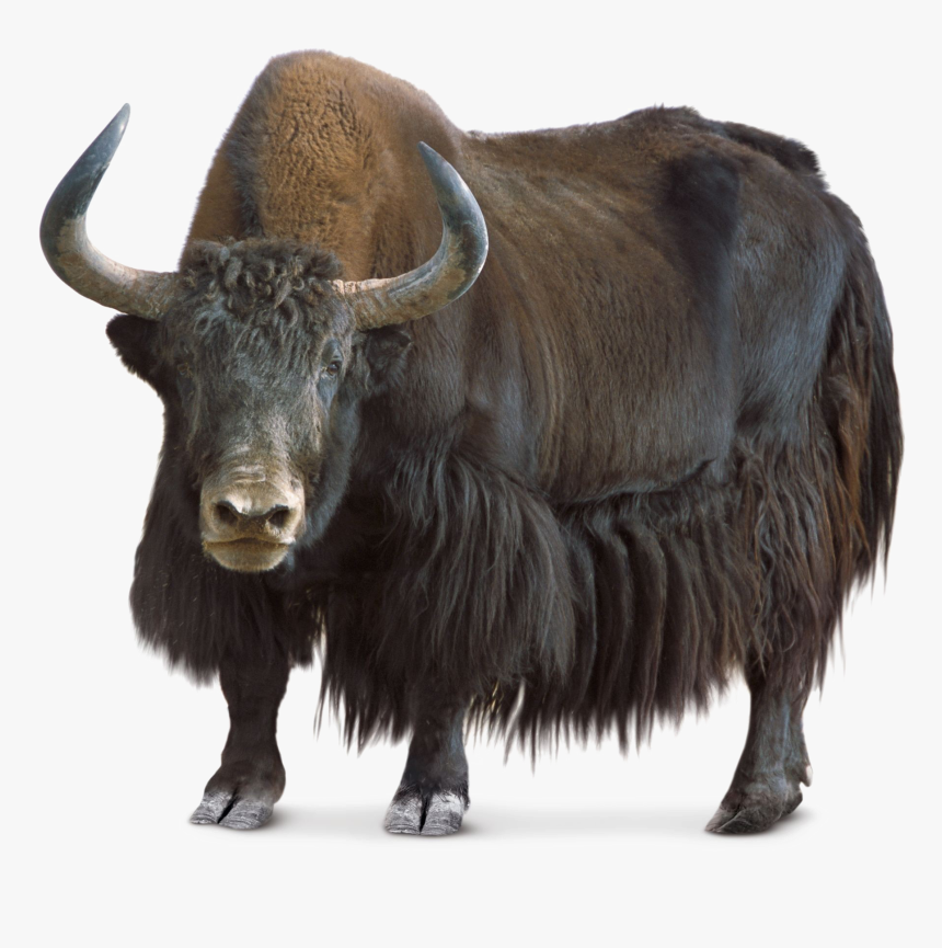 Family,terrestrial Figure - Yak Png, Transparent Png, Free Download