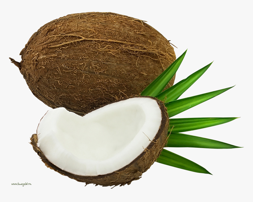 Coconut Png Image - Кокос Картинка Пнг, Transparent Png, Free Download