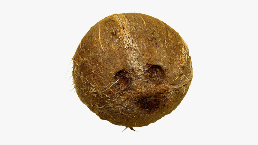 Tender Coconut Png, Transparent Png, Free Download