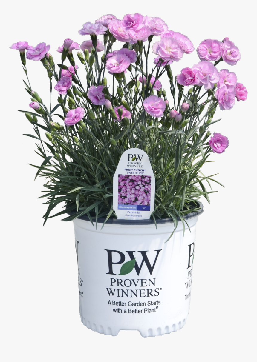 Dianthus Sweetie Pie - Proven Winners, HD Png Download, Free Download