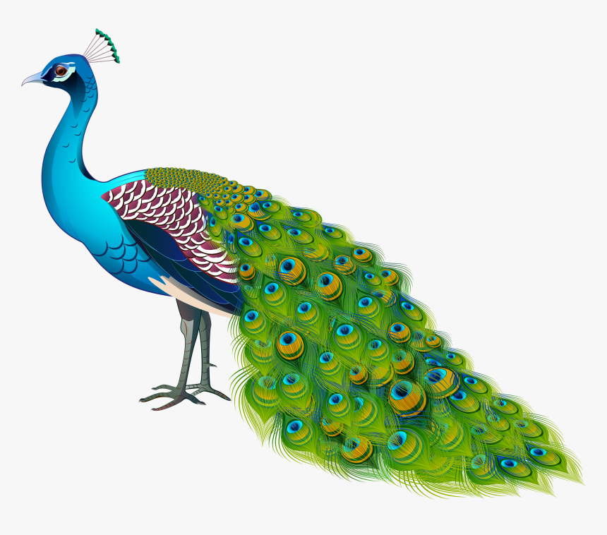 Transparent Image Gallery Yopriceville - Transparent Background Peacock Clipart, HD Png Download, Free Download