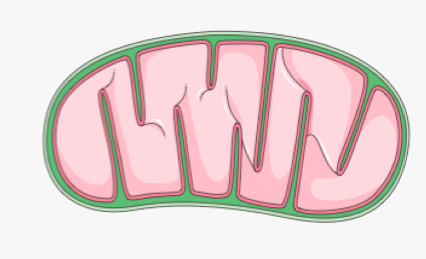 Mitochondria Transparent -, HD Png Download, Free Download