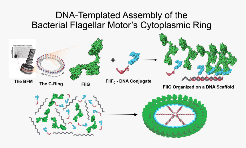 Dna-templated Assembly 0, HD Png Download, Free Download