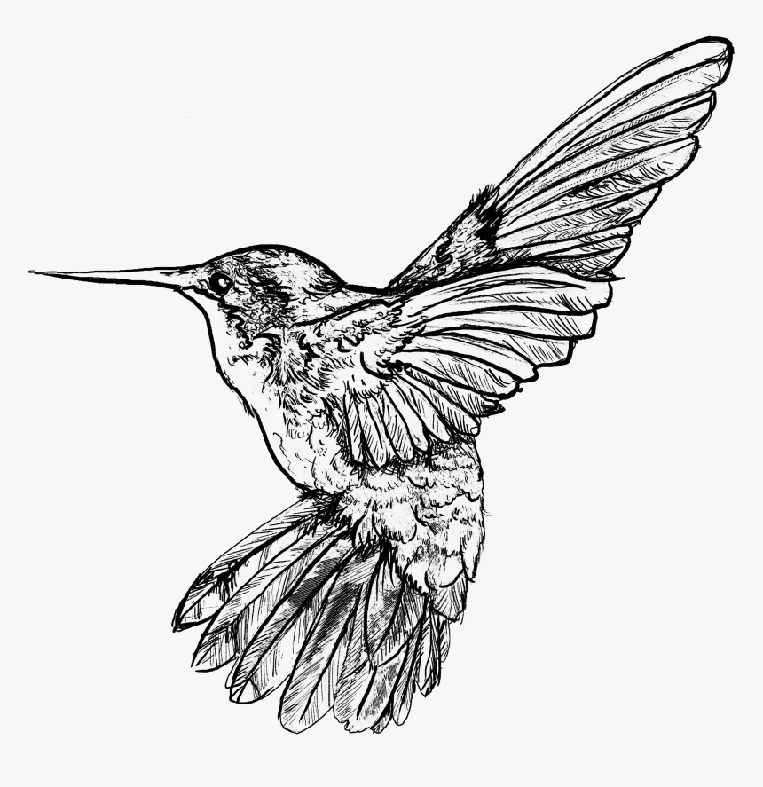 - Hummingbird Art Nouveau Bird , Png Download - Art Nouveau Bird Png, Transparent Png, Free Download