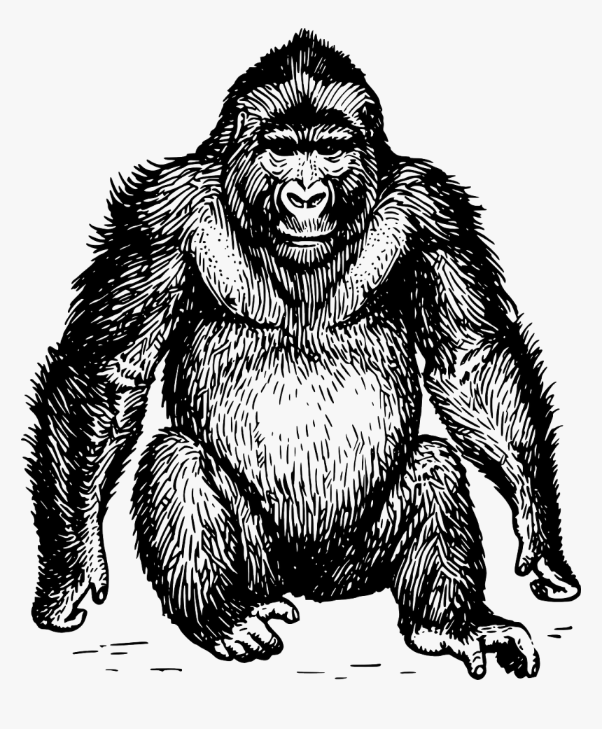 Ape Black And White, HD Png Download, Free Download