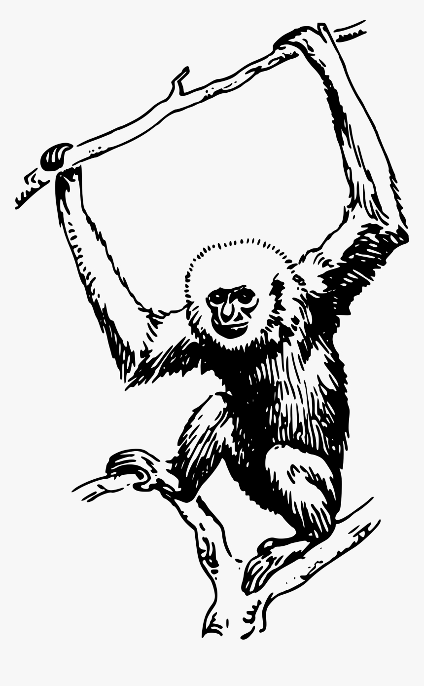 Ape - Gibbon Black And White, HD Png Download, Free Download