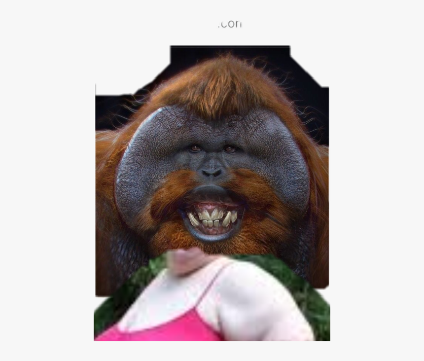 Transparent Orangutan Clipart - Ugly Monkey, HD Png Download, Free Download