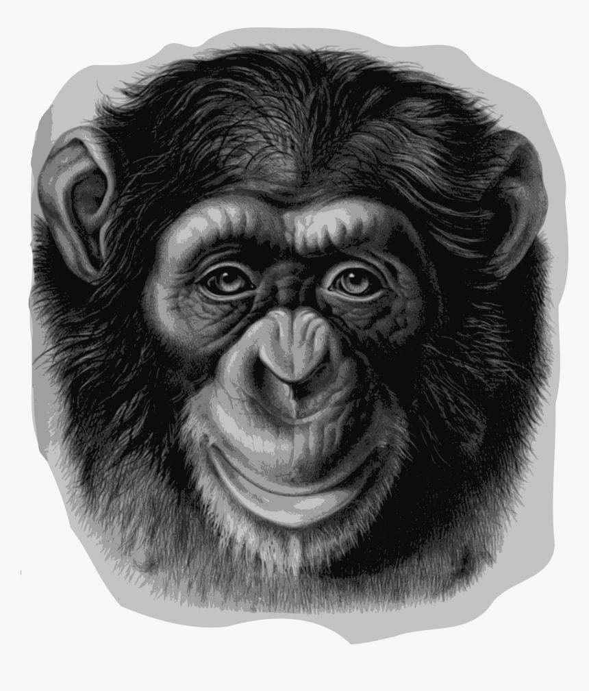 Ape Clipart Chimpanzee - Realistic Monkey Face Drawing, HD Png Download, Free Download