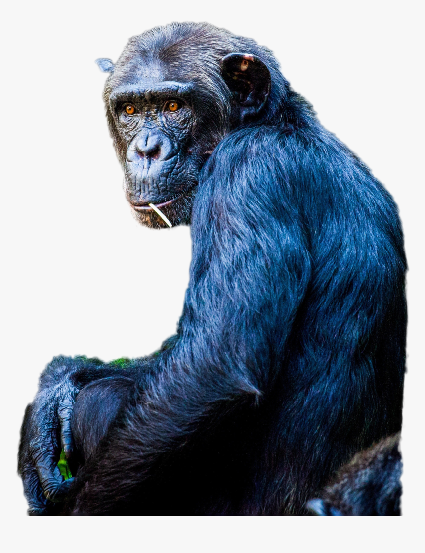 Chimpanzee Png Image - Portable Network Graphics, Transparent Png, Free Download