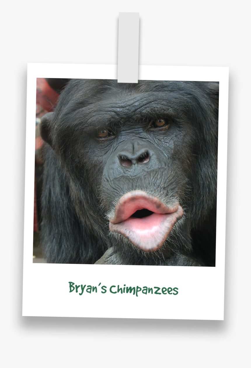 Common Chimpanzee, HD Png Download, Free Download