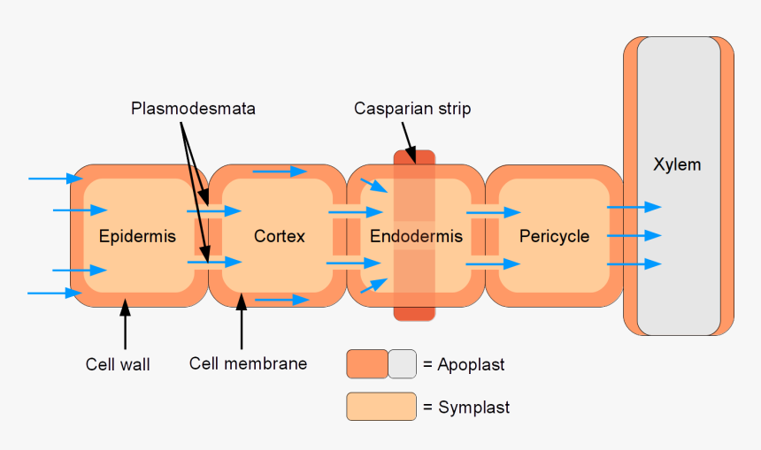 Symplastic And Apoplastic Water Flow Through Root - Water Flow Through Roots, HD Png Download, Free Download