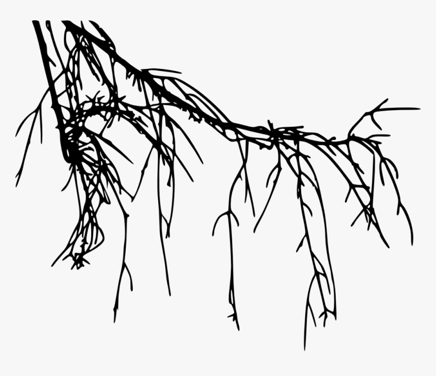 Png File Size - Tree Roots Png, Transparent Png, Free Download