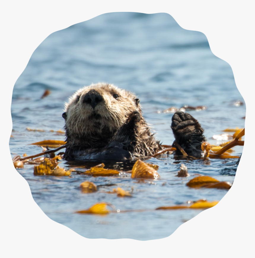 Artboard 35 - Sea Otter, HD Png Download, Free Download