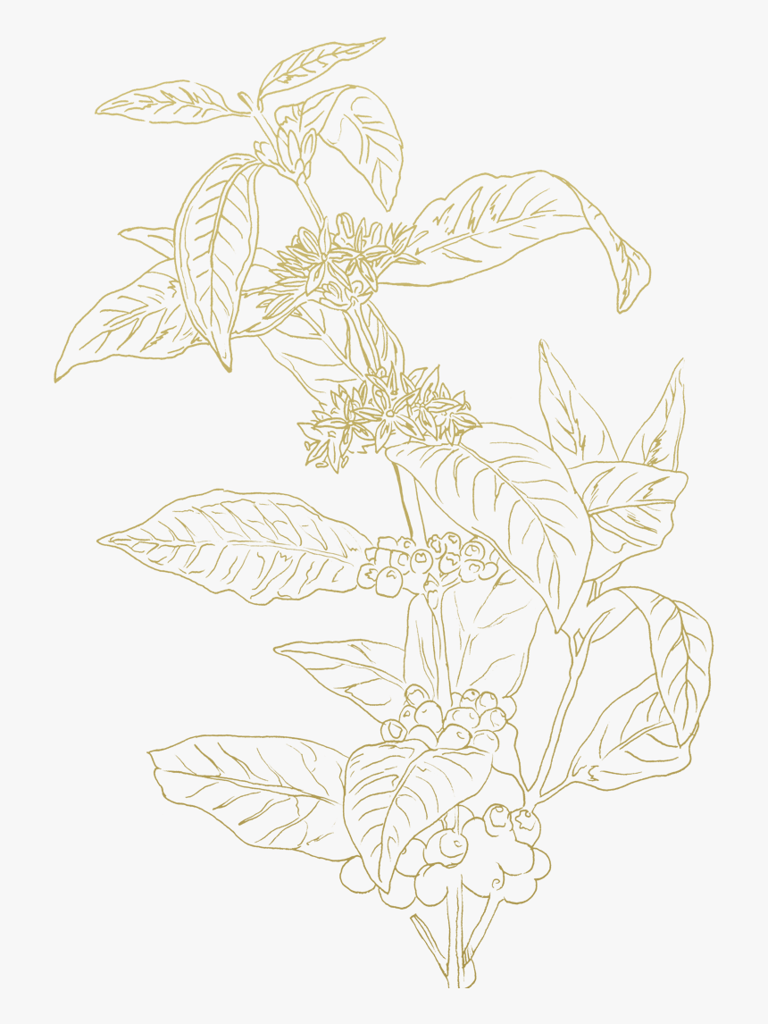 Coffee Plants Sketch Png, Transparent Png, Free Download