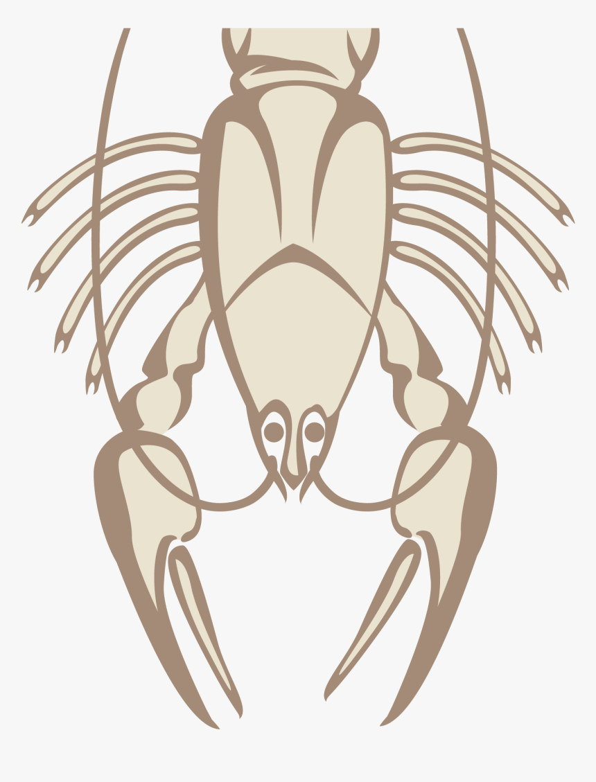 Beer Lobster Seafood Illustration - Circuito Apollonius, HD Png Download, Free Download