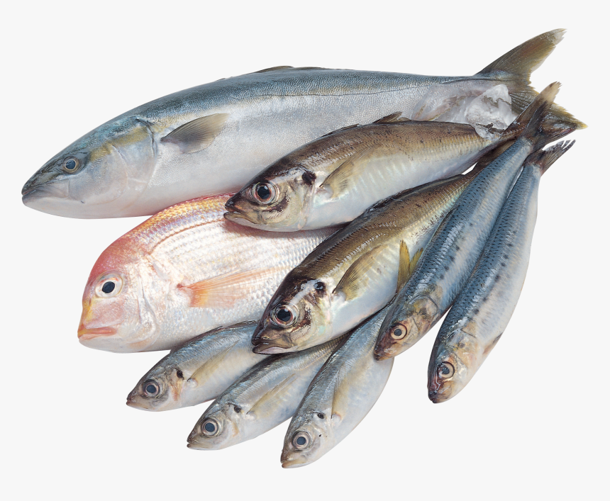 Fresh Fish Png, Transparent Png, Free Download